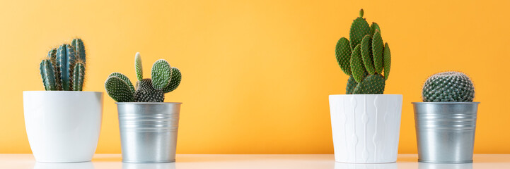 Collection of various cactus plants in different pots. Potted cactus house plants on white shelf...