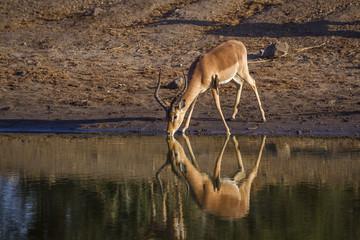 Common Impala in Kruger National park, South Africa ; Specie Aepyceros melampus family of Bovidae