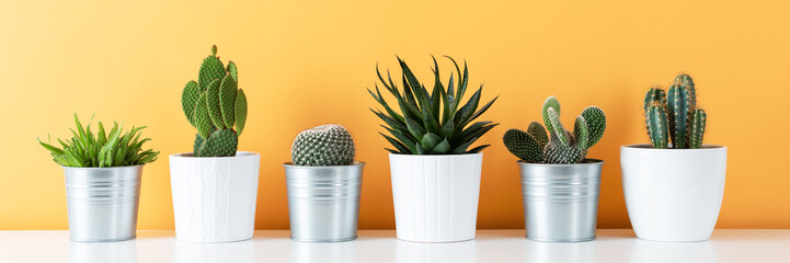 Décoration de chambre moderne. Collection de divers cactus en pot et plantes succulentes sur une étagère blanche contre un mur de couleur jaune chaud. Bannière de plantes d& 39 intérieur.