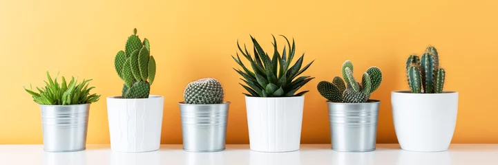 Printed kitchen splashbacks Cactus Modern room decoration. Collection of various potted cactus and succulent plants on white shelf against warm yellow colored wall. House plants banner.