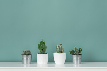 Modern room decoration. Collection of various potted cactus house plants on white shelf against pastel turquoise colored wall. Cactus plants background.