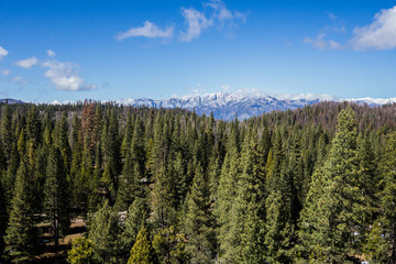 Pine Trees and Distant Mountains