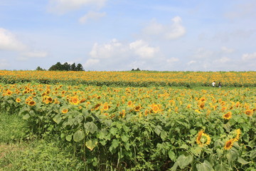 満開のひまわり畑(宮城県)