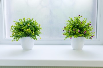 Interior green flowers grass in white pot, on white window sill.