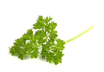 parsley isolated on a white background