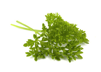 parsley isolated on a white background