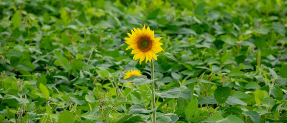 A green field with one blooming sunflower. Agriculture