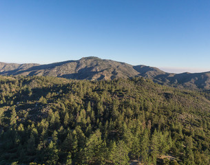 Pine Forest in Southern California Mountains