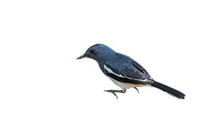 Obraz premium Oriental Magpie Robin or Copsychus Saularis Isolated on White Background, Clipping Path