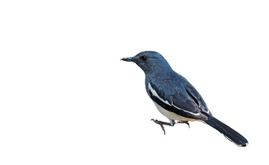 Fototapeta premium Oriental Magpie Robin or Copsychus Saularis Isolated on White Background, Clipping Path