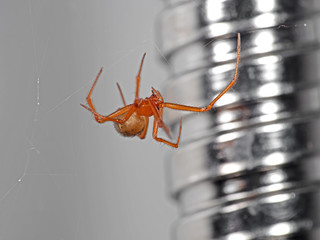 Macro Photo of Orange Spider on Web Isolated on Background