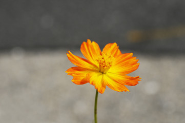オレンジ色の花　キバナコスモス