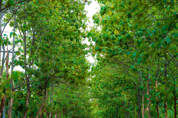 Teak tree forest with rural road peace scene