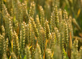 In the field of wheat winter wheat
