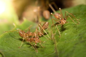 Red ants.