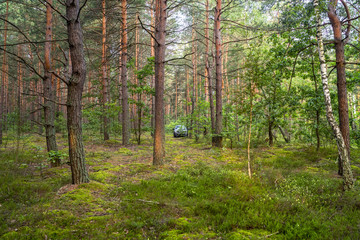 Grey car in beautiful green pine forest