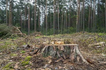Deforestation concept. Stumps, logs and branches of tree after cutting down forest