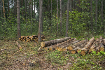 Deforestation concept. Stumps, logs and branches of tree after cutting down forest