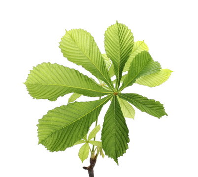 Horse-chestnut (Aesculus hippocastanum, Conker tree) leaves isolated on white background