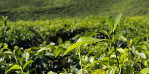 Tea plantation in Cameron highlands,Malaysia 