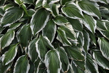 Large green leaves