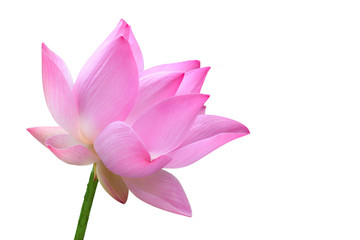 Fototapeta na wymiar Close up pink lotus flower high resolution isolated on white background