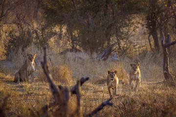 African lion in Kruger National park, South Africa