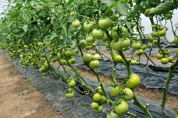 Polycarbonate greenhouse for growing tomatoes