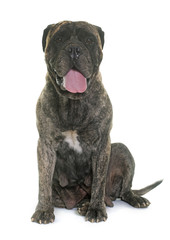bull mastiff in studio