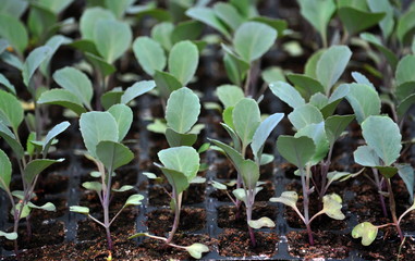 Seedlings of cabbage in pots in the cassette