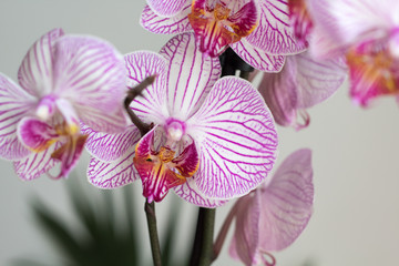 Fototapeta na wymiar pink orchids branch on beige, grey background