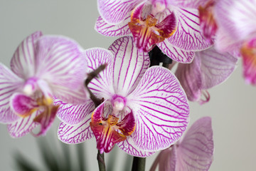 magenta orchid on gray background