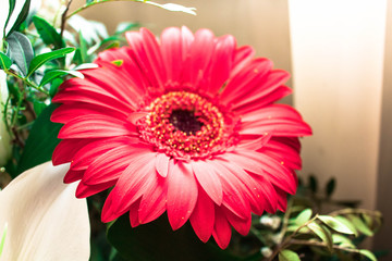 Flower lily and red gerbera in bouquet