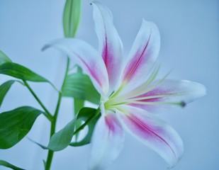 Fototapeta premium ユリ