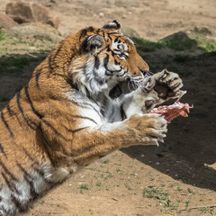 Siberian tiger or Amur tiger which jumps up to catch a piece of meat
