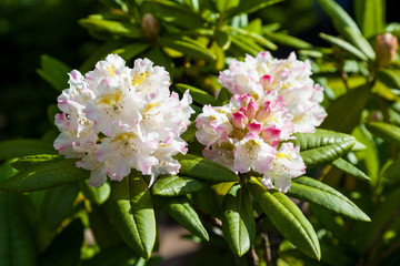 Pink flowers in the Botanical garden