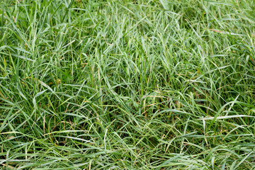Green grass texture