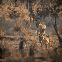 African lion in Kruger National park, South Africa