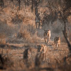 African lion in Kruger National park, South Africa