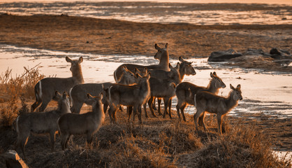 Common Waterbuck in Kruger National park, South Africa ; Specie Kobus ellipsiprymnus family of...