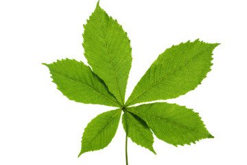 Naklejka na ściany i meble Green buckeye (horse chestnut) leaf
