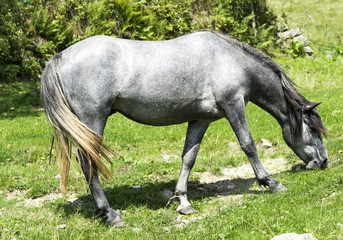 Obraz na płótnie Canvas horse is grazing on the green field