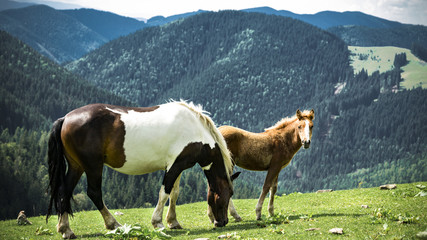 horse and horse in the mountains