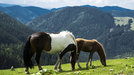 Fototapeta na wymiar horse and horse in the mountains