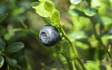 blueberry bush