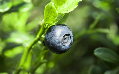 blueberry bush