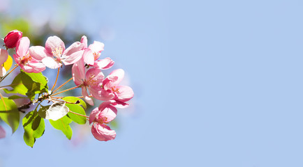 Beautiful spring floral nature landscape. Blossoming fruit tree branch in the garden, pink petal flowers in the rays of sunlight. Soft focus, beautiful bokeh. Copy space blue sky