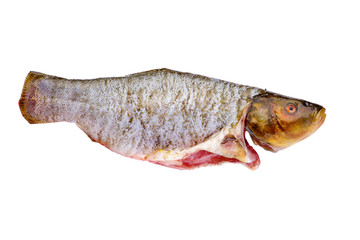 Ready-to-cook tench fish
