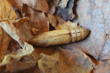 oleander hawk moth caterpillar