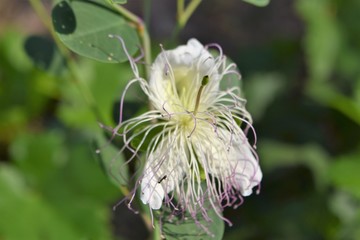 capers wild flowers